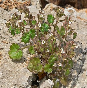 Phacelia rotundifolia 6.jpg