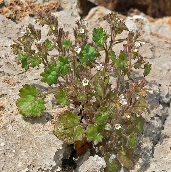 Phacelia rotundifolia 6