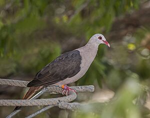 Pink pigeon Facts for Kids