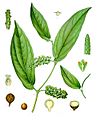 Piper cubeba - Köhler–s Medizinal-Pflanzen-244