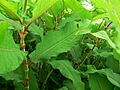 Polygonum polystachyum près Sizun 2010 Detail