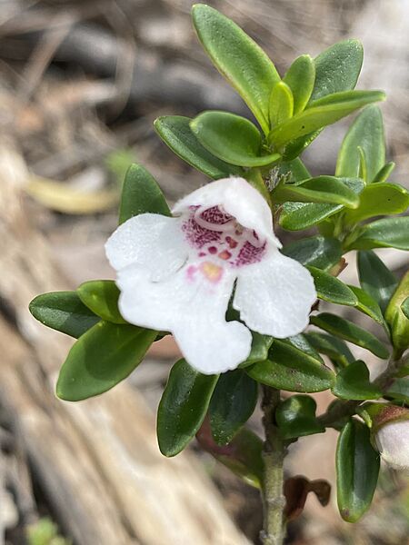 Prostanthera gilesii