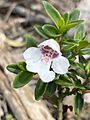Prostanthera gilesii