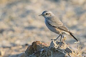 Red Tailed Wheatear.jpg