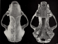 Revision of the skunks of the genus Chincha (1901) pl. 6 M. m. hudsonica
