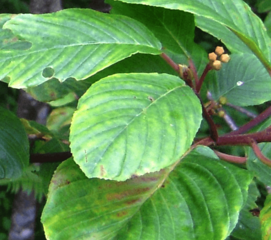 Rhamnus purshiana -- “Cascara” -- leaf and buds