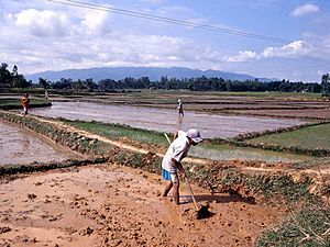 Rice Cultivation Vietnam farmers.1024x768