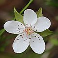 Rubus pedatus (flower)