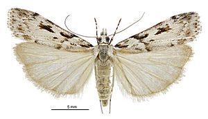 Scoparia s.l. astragalota female.jpg