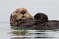 Sea-otter-morro-bay 13