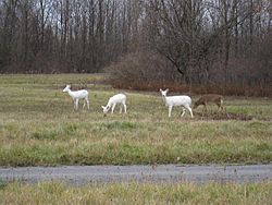 Seneca White Deer On Army Depot Grounds 1