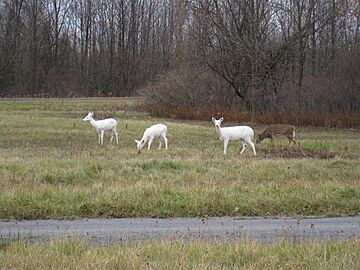 Seneca White Deer On Army Depot Grounds 1