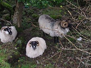 Sheep by the Great Western Greenway