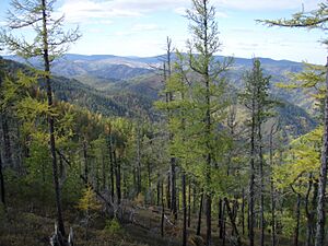 Siberian autumn in taiga.