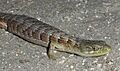 Southernalligatorlizard2