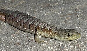 Southernalligatorlizard2