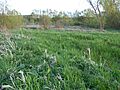 Southfield Farm Marsh 8