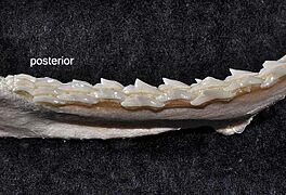 Sphyrna tiburo lower teeth posterior