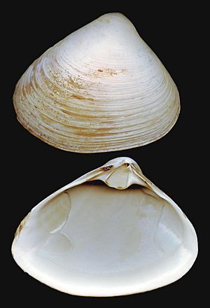 Spisula solidissima shell.jpg