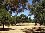 Stanford University Arboretum (July 2006).JPG