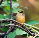 Sulpher-bellied Warbler (Phylloscopus griseolus)at Sindhrot near Vadodara, Gujrat Pix 175.jpg