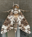 The Rustic Sphinx Moth