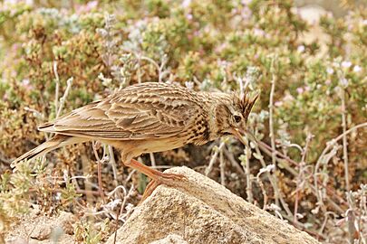 Thekla lark (Galerida theklae ruficolor)