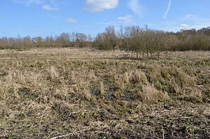 Thorley Wash 6