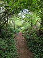 Trail through the woods, Joemma Beach WA