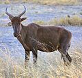 Tsessebe (Botswana)