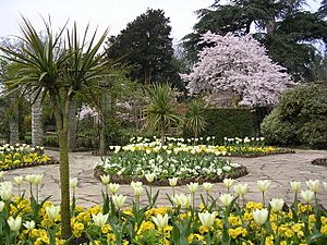 Tulips in The Rookery - geograph.org.uk - 736013