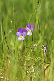 Viola tricolor LC0041