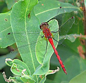 White-faced Meadowhawk, Temagami