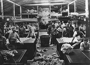 Woolsorting and classing at the shearing sheds, Burrawong, New South Wales from The Powerhouse Museum Collection