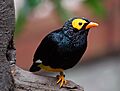 Yellow faced Myna (Mino dumontii) (11184702626)