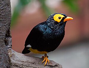 Yellow faced Myna (Mino dumontii) (11184702626).jpg