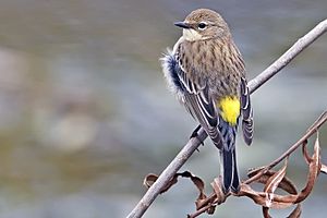 Yellow rumped warbler - natures pics