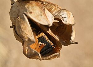 Yucca elata seed pod