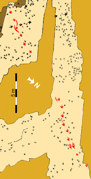 “Top Surface” tracksite (SGDS.18)