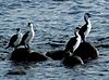 4 black-faced cormorants.jpg