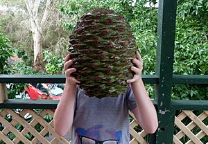 A Bunya Araucaria bidwillii cone