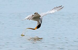 A River Tern catching a fish while Flying (49916689726)