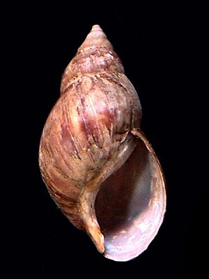 Achatina fulica 001