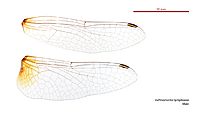 Aethriamanta nymphaeae male wings (35052828885)