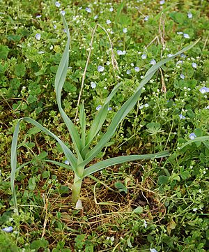 Allium-poly1.jpg