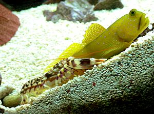 Alpheus bellulus