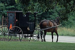 Amish horse and buggy (MSA) (5789077730)