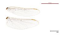 Apocordulia macrops male wings (34242396903)