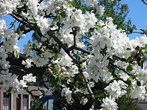 Appletree bloom l