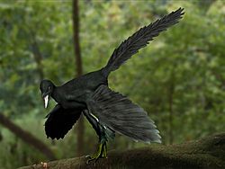 Archaeopteryx NT.jpg